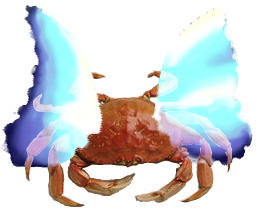 [Picture of a Crab, with Angel Wings]